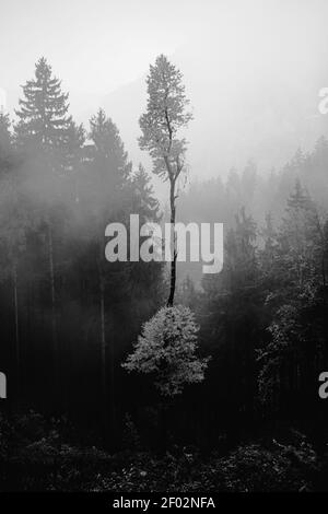 Eine vertikale Graustufenaufnahme der hohen Bäume im Nebelwald Stockfoto