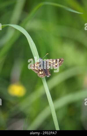 Der karierte Skipper (Carterocephalus palaemon) ist ein kleiner Waldschmetterling aus der Familie Hesperiidae. , ein fesselnde Foto Stockfoto