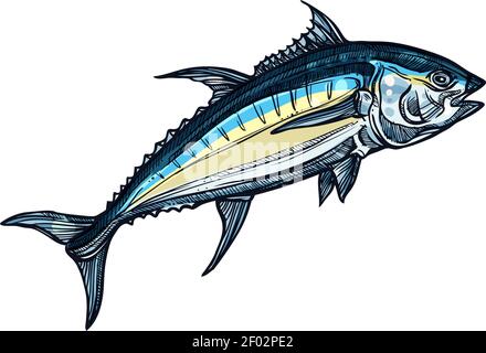 Atlantischer Blauflossen-Thunfisch isolierte Salzwasserfische Skizze. Vektor Salzwasser Tier, atlantic Blaufin Tuniky Stock Vektor