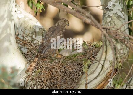 Nördliches Habicht Weibchen und Nestlinge, Accipiter gentilis, auf Nest in Platanenbaum. Stockfoto