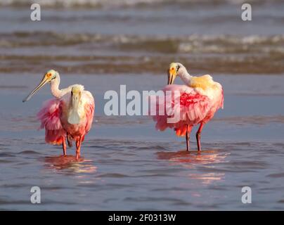 Roseatlöffler sind reinigende Federn, die im Meer bleiben Stockfoto