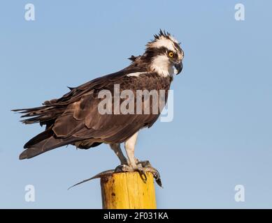 Der Fischadler (Pandion haliaetus) thront mit Fischen in Krallen auf blauem Himmel Hintergrund, Texas Stockfoto