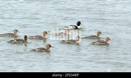 Der Schwarm von Rotbrustmergansern (Mergus serrator) schwimmt in der Nähe des Texas City Dyke, Texas, USA Stockfoto