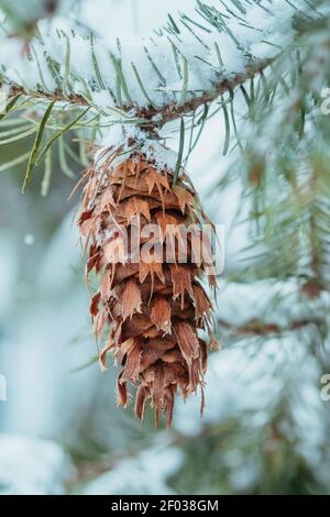 Nahaufnahme eines Douglasie-Tannenzapfes, der an einem verschneiten Baumzweig hängt. Stockfoto