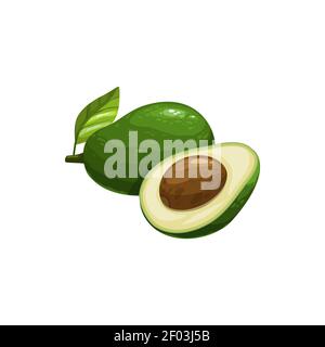 Avocado-Beere ganz und halb geschnitten isoliert realistische Alligatorbirne. Vector vegetarisches Essen, grüne Persea americana, tropische Ernährung Dessert mit se Stock Vektor