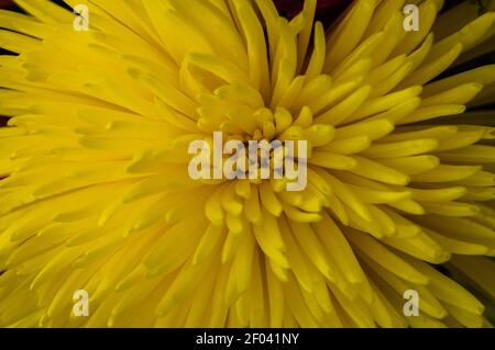 Nahaufnahme der goldgelben Chrysantheme Stockfoto