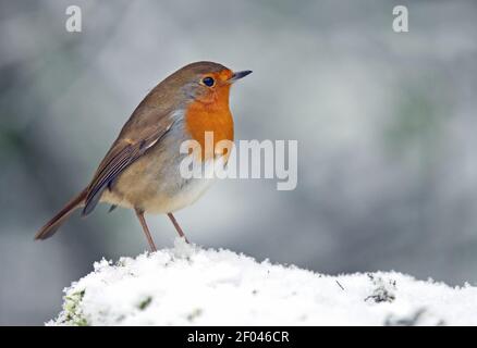 Europäischer Robin thront auf schneebedecktem Felsen Stockfoto