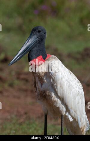 Jabiru Storch (Jabiru mycteria), Pantanal, Mato Grosso do Sul, Brasilien. Stockfoto