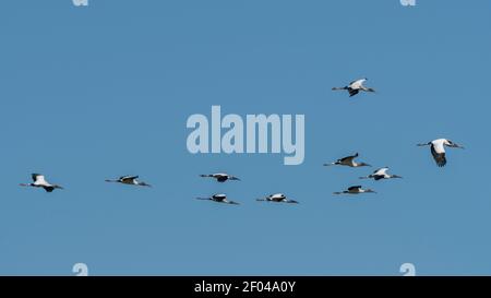 Holzstorch (Mycteria americana), Pantanal, Mato Grosso do Sul, Brasilien. Stockfoto