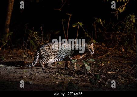 Ocelot (Leopardus pardalis), Pantanal, Mato Grosso do Sul, Brasilien. Stockfoto