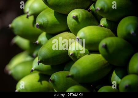 Urucuri Palm (Attalea phalerata), Pantanal, Mato Grosso do Sul, Brasilien. Stockfoto