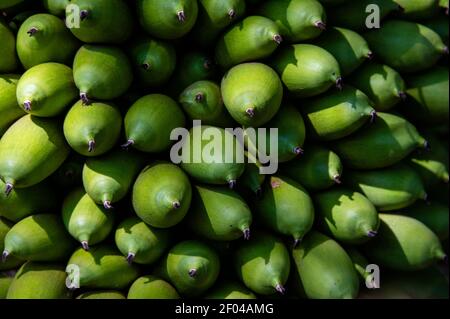 Urucuri Palm (Attalea phalerata), Pantanal, Mato Grosso do Sul, Brasilien. Stockfoto