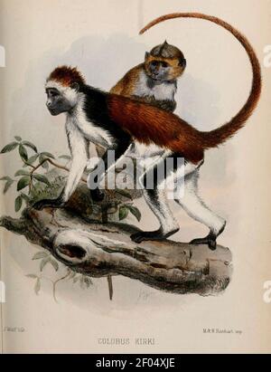 Piliocolobus kirkii Grau. Stockfoto