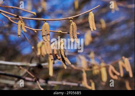 Pollen eines Haselnussbaumes gegen blauen Himmel, Farb-Makro-Foto Stockfoto