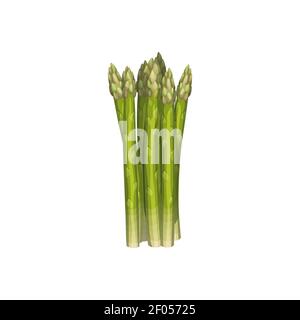 Spargel grünen Frühling Küche Kräuter Würze isoliert frisches Gemüse. Vector vegetarische Lebensmittel, Garten Spargel, Gemüse Lebensmittel. Bündel oder Bund Stock Vektor