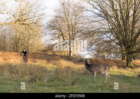 Ein Radfahrer, der einen Fußweg hinunter fuhr, überraschte einen Reihenhirsch, der in der warmen Nachmittagssonne im Countryside Park, Kent, graste Stockfoto