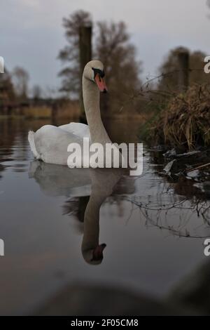 Swan Stockfoto