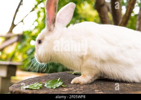 Große Erwachsene Angst weißen Kaninchen sitzt auf Baumstumpf vor dem Hintergrund der grünen Rasen. Hase in der wilden Wiese nagt und frisst Gras im Frühling oder Sommer Stockfoto