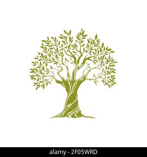 Obstbaum in flachem Stil isoliert extra natives Olivenöl botanische Pflanze. Vector griechenland Landwirtschaft Symbol, Olivenöl Zutat, breite Zweige mit Stock Vektor