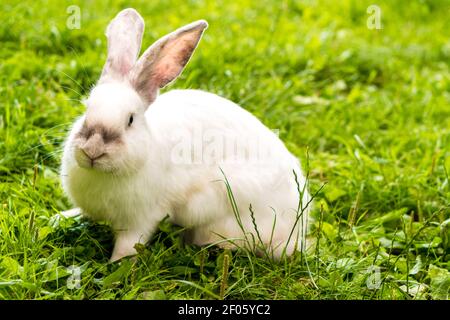 Große Erwachsene Angst weißen Kaninchen Blick auf Kamera sitzt vor dem Hintergrund des grünen Rasen. Hase in der wilden Wiese nagt und frisst Gras im Frühling oder Sommer Stockfoto