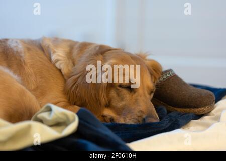 Golden Retriever schlafen mit Schuh auf Bett Stockfoto