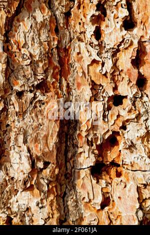 Barck in der abstrakten Nahaufnahme einer Baumfarbe Und Textur Stockfoto