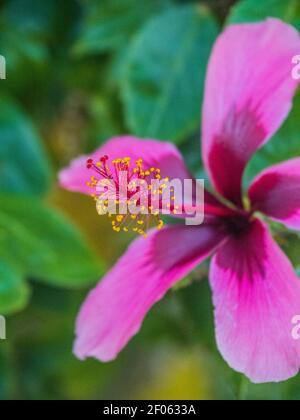 Hibiskusblüte Stockfoto