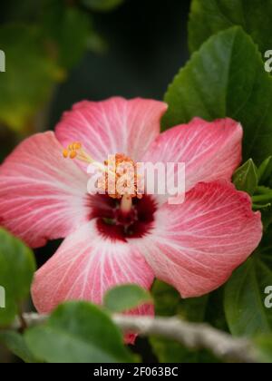 Hibiskusblüte Stockfoto