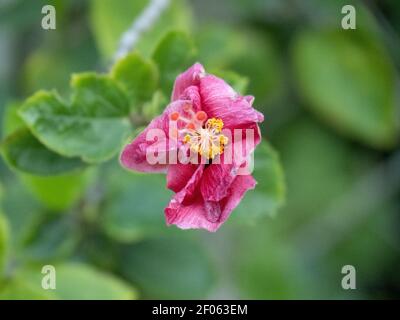 Hibiskusblüte Stockfoto