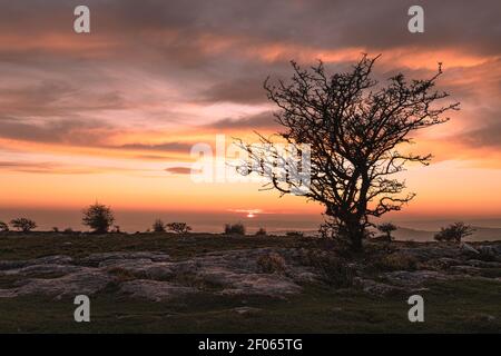 Ein einziger windgepeitschter Baum auf Hampsfell wurde vor einem atemberaubenden Sonnenuntergang geschildet Himmel Stockfoto