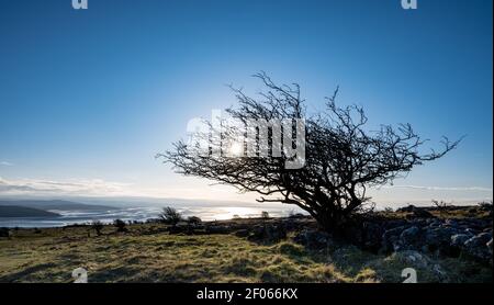 Windgepeitschter einsamer Baum auf Hampsfell in der Nähe von Grange-over-Sands mit Morecambe Bay In der Ferne Stockfoto