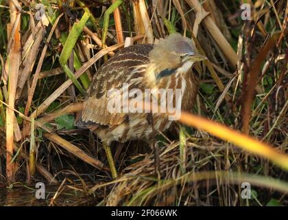 American Bittern hält Aktien immer noch Stalking. Stockfoto