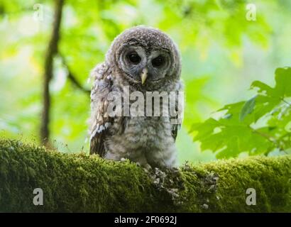 Eine junge Sperlingseule auf einem moosigen Glied in einem Seattle Park. Stockfoto