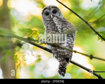 Jungtiere Sperlingskauz in einem Seattle Park. Stockfoto