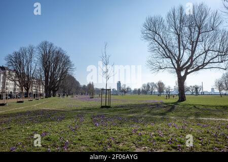 Sonnige Sicht auf das blühende Blue Purple Crocus Blumenfeld und die Wiese am Rheinpark am Rheinufer und im Hintergrund des Stadtbildes. Stockfoto