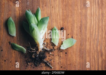 Von oben kleine grüne echeveria Pflanze auf Holz gelegt Tisch mit Wurzeln und Schmutz an leichter Stelle Stockfoto