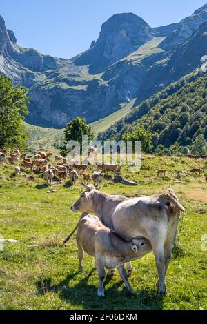 Ein Kalb, das vom Euter seiner Mutter säugt, in einer Kuhherde, die auf einer Wiese mit hohen Bergen im Hintergrund grast, im Naturpark Aiguas Tortas, i Stockfoto