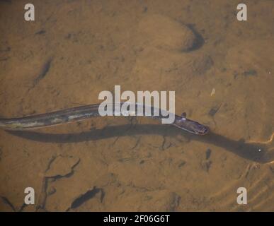 Aal schwimmt in einem flachen schlammigen Gewässer. Stockfoto