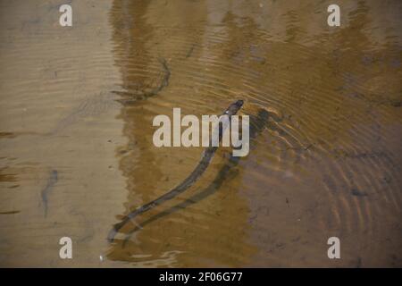 Creek mit einem Aal, der unter Wasser in England schwimmend ist. Stockfoto