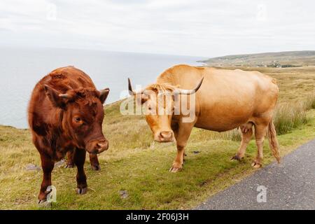 Zwei gehörnte braune Kühe, die auf offenen Bauernhöfen in den North West Highlands von Schottland, in der Nähe von Gairloch, herumlaufen. Stockfoto