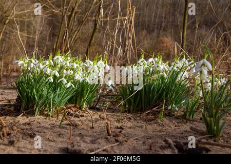 Schneeglöckchen wachsen im Sand eines Flussufers, auch Galanthus nivalis oder Schneegloeckchen genannt Stockfoto