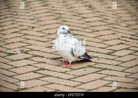 Weiße graue Taube auf einem gepflasterten Boden Stockfoto