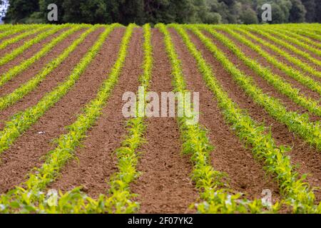 Bauern Feld Mais Oregon Landwirtschaft Lebensmittel Züchter Stockfoto