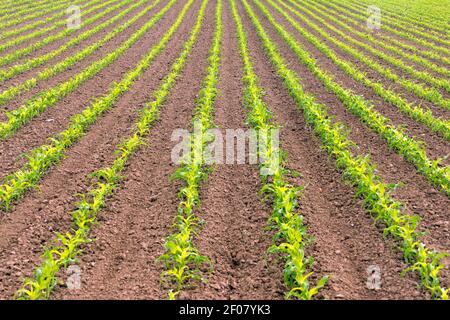 Bauern Feld Mais Oregon Landwirtschaft Lebensmittel Züchter Stockfoto