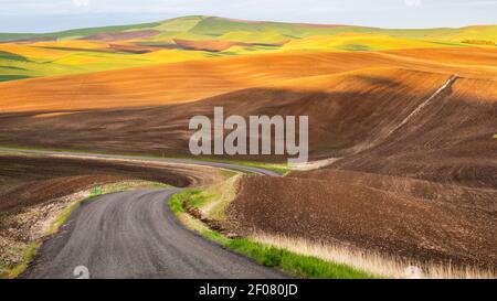 Schotterstraße, die durch das Palouse zieht, wie die Felder zeigen Verschiedene Phasen der Vorbereitung mit sowohl gepflügten als auch gepflanzten Phasen Stockfoto