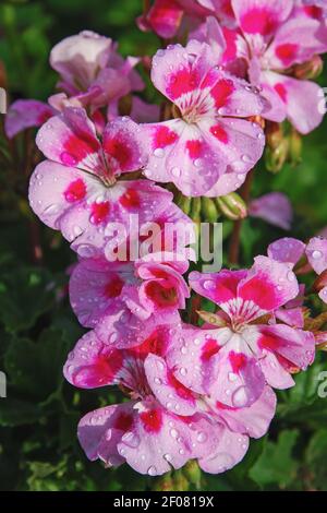 Bettwäsche Geranie rosa Blumen in Wassertropfen nach Regen Stockfoto