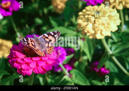 Gemalte Dame Schmetterling - Vanessa cardui sitzt auf Zinnia Blume Stockfoto