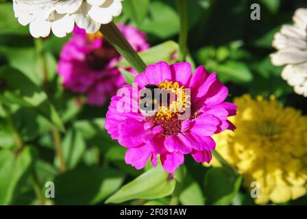 Hummel auf Zinnia elegans Blume im Sommergarten Stockfoto