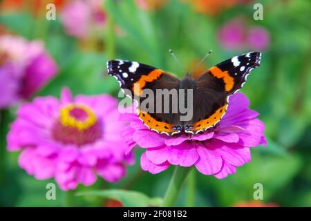 Schmetterling Vanessa atalanta auf rosa Zinnia elegans Blume - hell Sommer Natur Foto Stockfoto