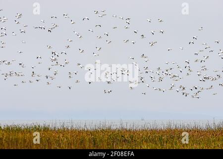 Zwerggans, Anser caerulescens, George C. Reifel Zugvogelschutzgebiet, Delta, British Columbia, Kanada Stockfoto